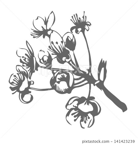 Plum blossom sketch. Vector spring illustration of cherry blossoms. Hanami festival. Retro style clipart for cosmetics, perfumes, or weddings. Imitation of a vintage ink drawing. Sloppy brushwork. 141423239