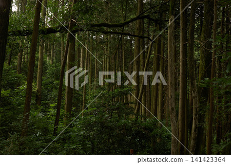 來自森林 4 來自森林 4 141423364