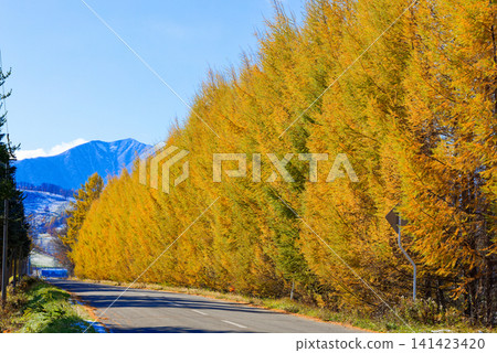 Autumn leaves of Karamatsu Autumn leaves of Karamatsu 141423420