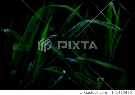 blades of grass wet with morning dew blades of grass wet with morning dew 141423450