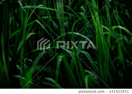 blades of grass wet with morning dew blades of grass wet with morning dew 141423451