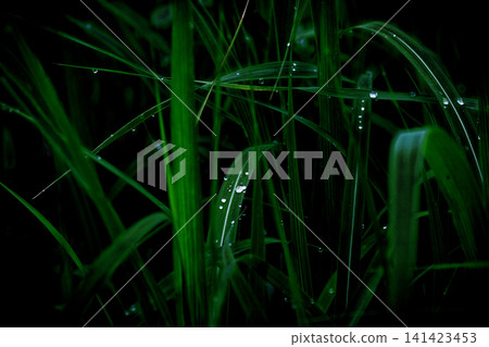 blades of grass wet with morning dew blades of grass wet with morning dew 141423453