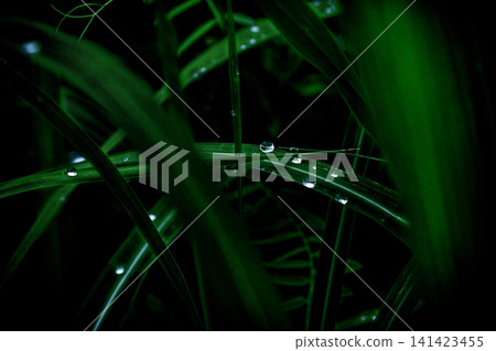 被晨露打濕的草葉 141423455