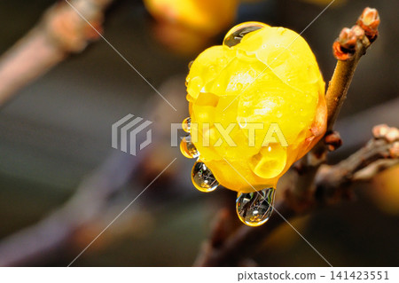雨後的冬茉莉花 雨後的冬茉莉花 141423551