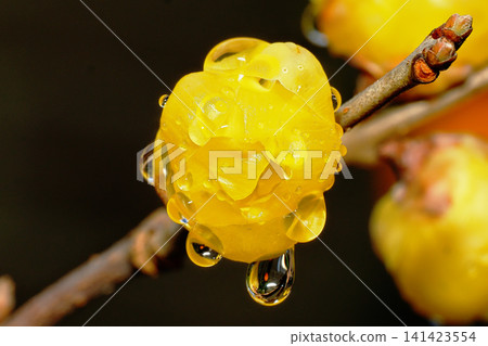 Winter jasmine flowers after the rain Winter jasmine flowers after the rain 141423554