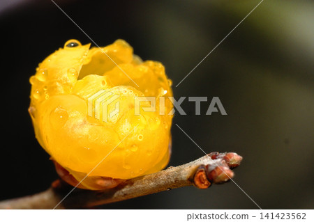 Winter jasmine flowers after the rain Winter jasmine flowers after the rain 141423562