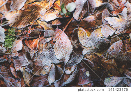 Close Up of Frosted Autumn Leaves on Winter Forest Floor Close Up of Frosted Autumn Leaves on Winter Forest Floor 141423576