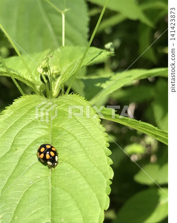 Close-up of Harlequin Ladybird on Green Leaf Close-up of Harlequin Ladybird on Green Leaf 141423873