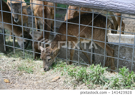 A baby mouflon peeking out from behind a fence A baby mouflon peeking out from behind a fence 141423928
