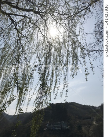 Weeping Willow Tree Against Bright Sun and Mountain Hills in Spring 141423936