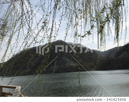 Weeping Willow Branches Over Calm Lake with Mountain Landscape Weeping Willow Branches Over Calm Lake with Mountain Landscape 141423938