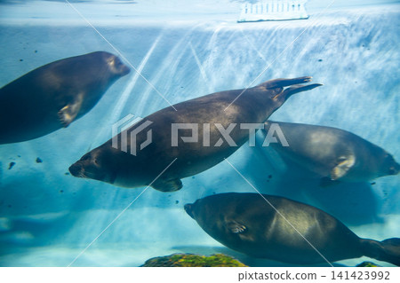 Baikal seal Baikal seal 141423992