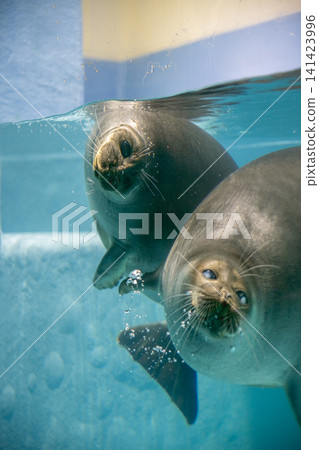 Baikal seal Baikal seal 141423996