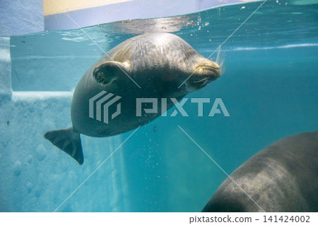 Baikal seal Baikal seal 141424002