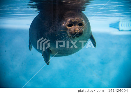 Baikal seal Baikal seal 141424004