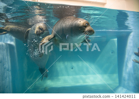 Baikal seal Baikal seal 141424011