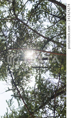 Sunlight through the fresh green forest Sunlight through the fresh green forest 141424274