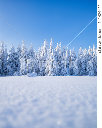 Clear sky over a winter forest with deep snowdrifts and snow-covered fir trees. Clear sky over a winter forest with deep snowdrifts and snow-covered fir trees. 141424431