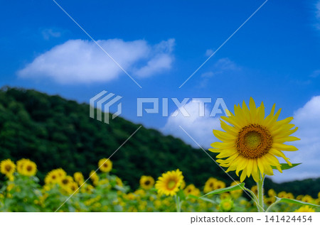 夏日天空和向日葵田的美麗景色。 夏日天空和向日葵田的美麗景色。 141424454