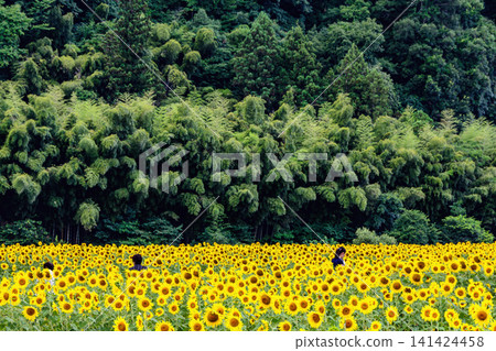 A field of sunflowers in full bloom and a lush summer forest A field of sunflowers in full bloom and a lush summer forest 141424458