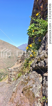 Yellow mountain flowers on ancient Inca stone walls Yellow mountain flowers on ancient Inca stone walls 141424496