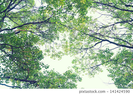 Fresh greenery, street trees, refreshing trees Fresh greenery, street trees, refreshing trees 141424590