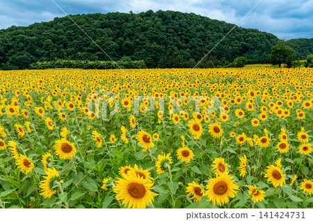 A field of sunflowers in full bloom in the foothills. A field of sunflowers in full bloom in the foothills. 141424731