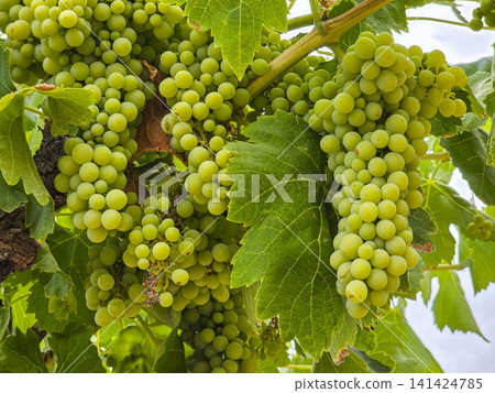 Green grapes grow in heavy clusters on the vine in Spain. The summer sun shines down on the vineyard, helping the grapes ripen and thrive on the warm afternoon. 141424785