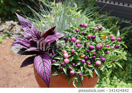 A mixed planting of ornamental peppers and colorful foliage. A mixed planting of ornamental peppers and colorful foliage. 141424842