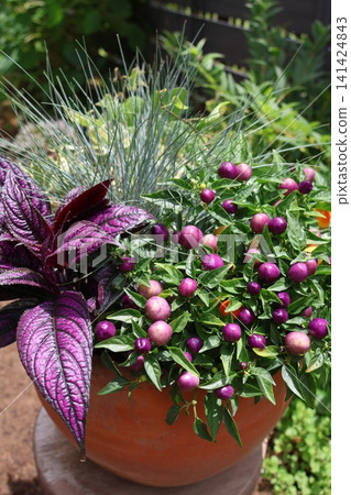 A mixed planting of ornamental peppers and colorful foliage. A mixed planting of ornamental peppers and colorful foliage. 141424843