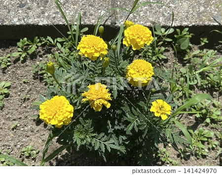 黃色萬壽菊 黃色萬壽菊 141424970