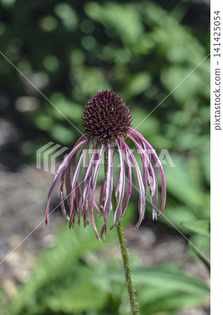 Single Pale Purple Coneflower with Reflexed Petals and Spiny Cone Single Pale Purple Coneflower with Reflexed Petals and Spiny Cone 141425054