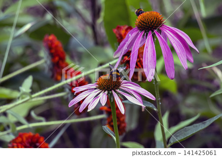 Two Bumblebees Pollinating Purple Coneflowers in a Summer Garden 141425061