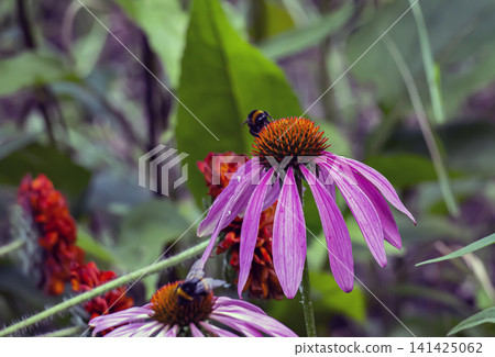 Bumblebee Feeding on a Purple Coneflower with an Orange Center Bumblebee Feeding on a Purple Coneflower with an Orange Center 141425062