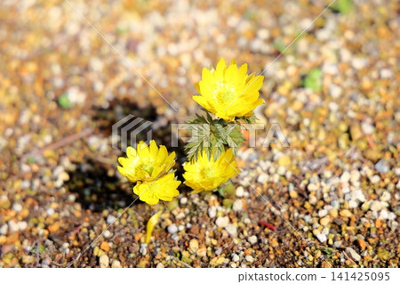 阿多尼斯花(Adonis amurensis),預示著春天的到來。 阿多尼斯花(Adonis amurensis),預示著春天的到來。 141425095