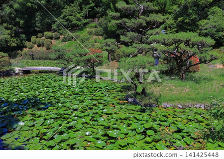 [Ehime Prefecture] Dogo Park, located at the site of Yuzuki Castle in the Dogo Onsen hot spring resort area (water lilies floating on the moat) 141425448