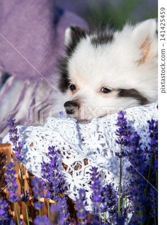 Cute White Pomeranian Dog in Wicker Basket Among Blooming Lavender Flowers 141425459