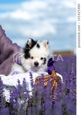 Cute White Pomeranian Dog in Wicker Basket Among Blooming Lavender Flowers 141425460