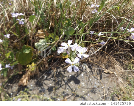 Purple flowers of the beach radish Purple flowers of the beach radish 141425739
