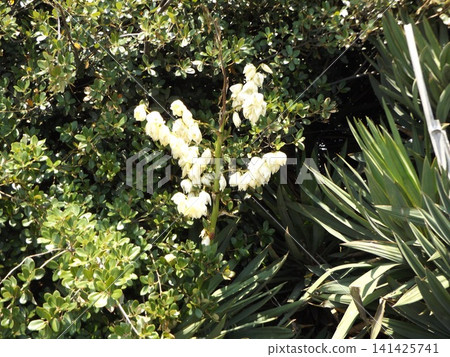The large white flowers are the white flowers of the Kimigayoran The large white flowers are the white flowers of the Kimigayoran 141425741