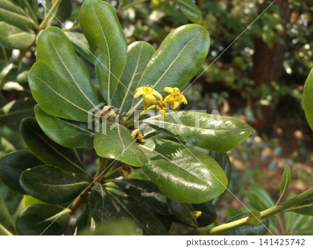 Yellow flowers of Pittosporum tobira Yellow flowers of Pittosporum tobira 141425742