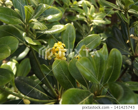 Are the flowers of the Pittosporum tobira yellow when they first start to bloom? Are the flowers of the Pittosporum tobira yellow when they first start to bloom? 141425743