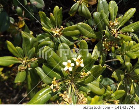White flowers of Tobera with lots of fruits in autumn White flowers of Tobera with lots of fruits in autumn 141425745