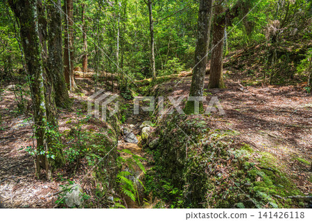 A view along the path to the shrine within the grounds of Kasuga Taisha Shrine, Nara City. A view along the path to the shrine within the grounds of Kasuga Taisha Shrine, Nara City. 141426118