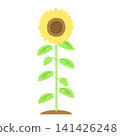 栽種在地裡的向日葵 141426248