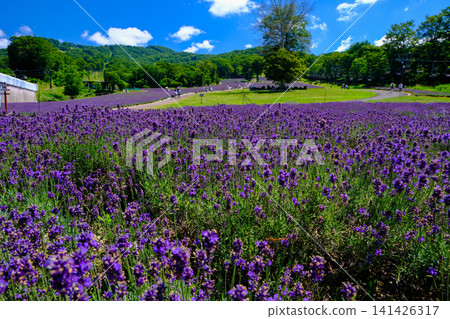 Spreading lavender flowers Spreading lavender flowers 141426317