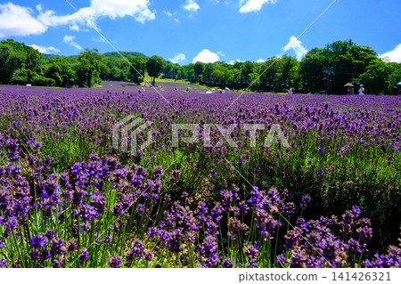 Summer Lavender Park Summer Lavender Park 141426321