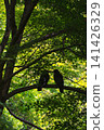 Two crows 141426329
