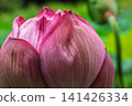 A lotus 141426334