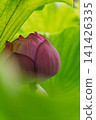 A lotus 141426335
